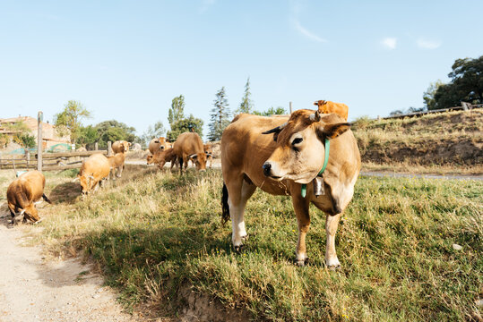 Herd of domestic cattle grazing on grassy terrain in daylight