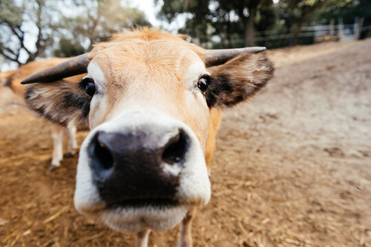 Muzzle of domestic cow with horns standing on farmland with green trees in daylight