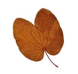 Dry leaf transparent png