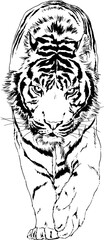 large striped tiger drawn ink sketch in full growth	
