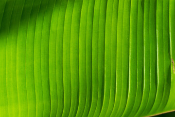 Striped green banana leaf exotic green background