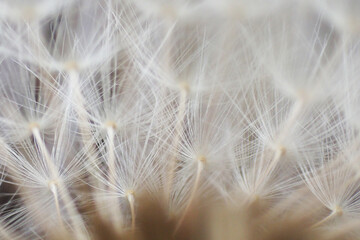 dandelion seeds texture