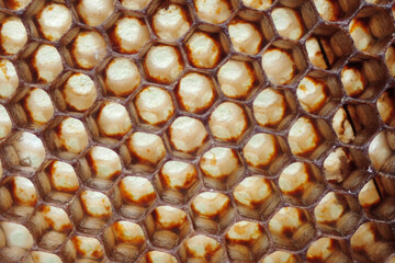 bee wax texture