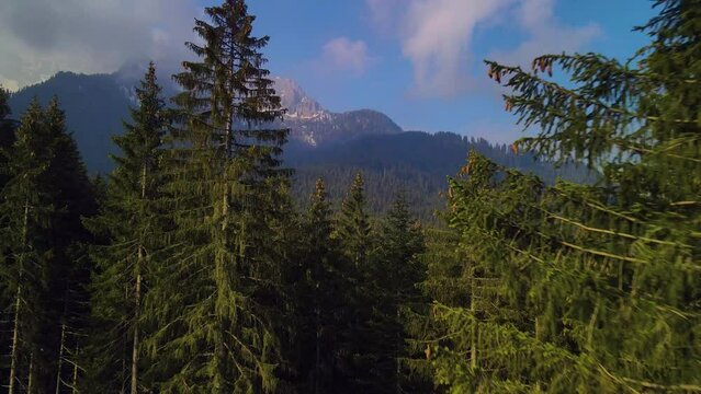 The stunning pine forest, vividly captured by a drone, is further enhanced by the magnificent mountain ranges, and the pristine white clouds set against the azure sky.