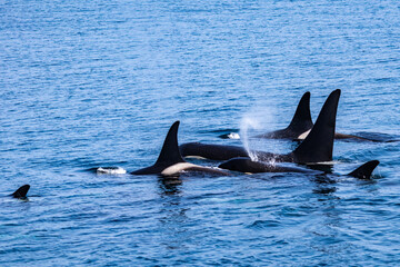 Fototapeta premium 羅臼のシャチクルーズ