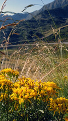 paisaje flor amarilla 