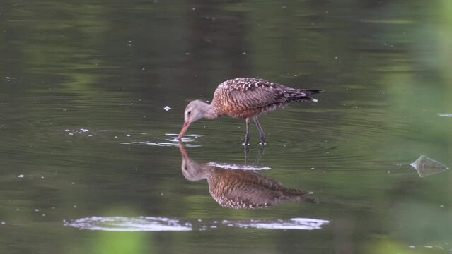A Hudsonian Godwit feeding in the late evening light in a lake.