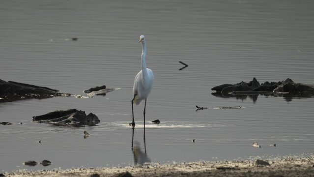 A great egret looking for its morning food in a shallow lake in the early morning light.