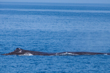 Fototapeta premium ホエールウォッチングでマッコウクジラを見る