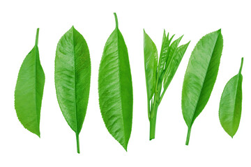 Green fresh tea leaves isolated on white background. Clipping path.