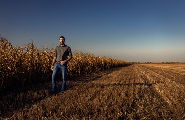 Young farmer standing in a corn field examining crop during sunset before harvest.