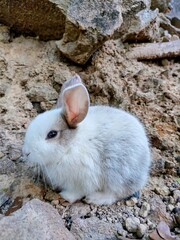 white rabbit on the ground