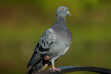Rock dove (Columba livia)