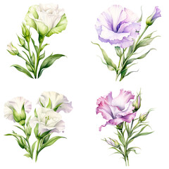 Set of watercolor lisianthus flower on transparent background.