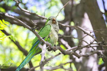 Close-up of Avian Beauty: Parrot, an Invasive Species, Perched on a Branch with Open Beak