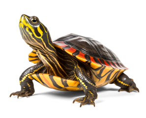 painted turtle pet on isolated transparent background