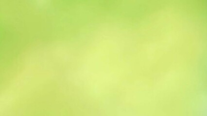 Blurred green and yellow background from leaf. Light colors with soft, fresh and green for green environment.