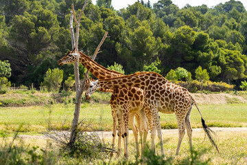 Girafe à la Réserve africaine de Sigean