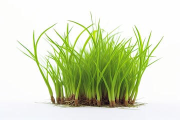 Green fresh grass sprouts isolated on white background.