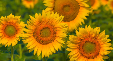 closeup golden sunflowers on a field