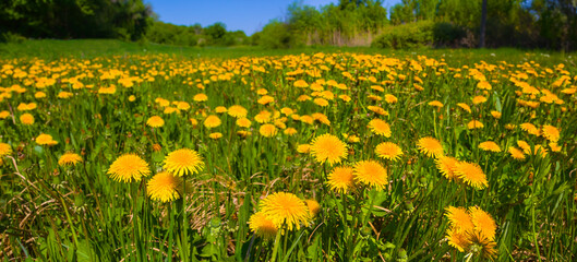 green field with yellow dandelion flowers