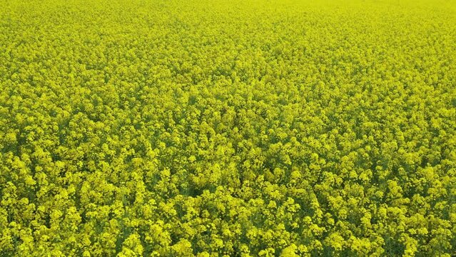 Rapeseed Field in a panning shot