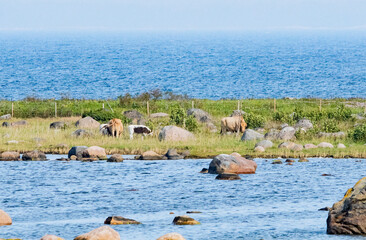 Nature reserve with cows grazing in the archipelago in Finland