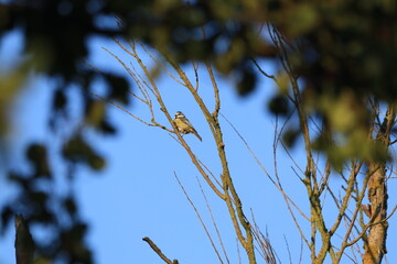 natur,tier, vogel, kohlmeise, ast, sommer, blickfang, blauer himmel, sonne