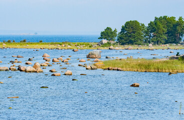 Nature reserve with cows grazing in the archipelago in Finland