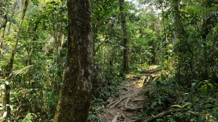Walking in dense rainforest, Analamazaotra national park. Madagascar wilderness landscape. View from first person.
