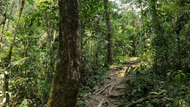 Walking in dense rainforest, Analamazaotra national park. Madagascar wilderness landscape. View from first person.