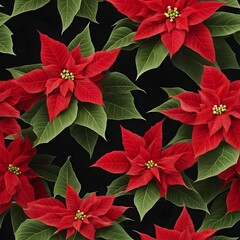 Christmas flower - Poinsettia red flowers isolated on black background