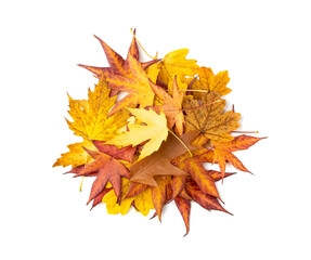 Autumn leaf pile isolated. Colored autumn tree leaves, yellow orange foliage, fall leaf heap