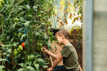 Side view of unrecognizable boy sitting among green plants and looking at vegetables in greenhouse 