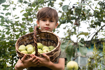 Portrait of thoughtful boy standing in an orchard with a basket of apples in his hands 