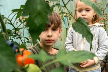 Front view through leaves of children choosing and harvesting ripe tomatoes in greenhouse
