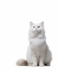 Standing cat, white background, generative AI.