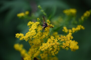 fly on yellow flower