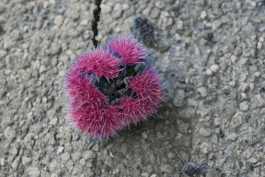 pink chestnut close-up. pink shell of a chestnut. chestnut fallen on asphalt. close up of a fantasy chestnut