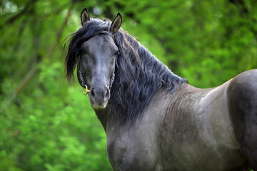 Black Andalusian horse portrait near the summer ranch 