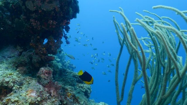 Angelfish in the coral reef of the Caribbean Sea