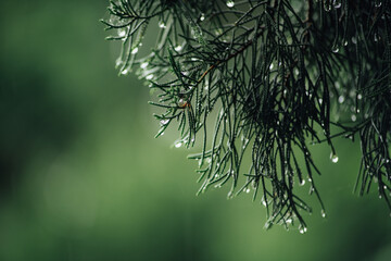 close up of pine needles