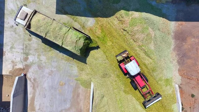 tractors making silage for farm animals