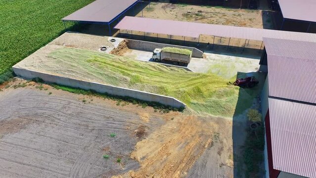 tractors making silage in turkey