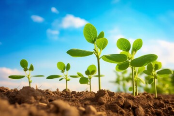 soybean growth in farm with blue sky background. agriculture plant seeding growing step concept, Generative AI