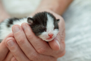 Little kitten with eyes closed in hand, adopt pet and love pet concept