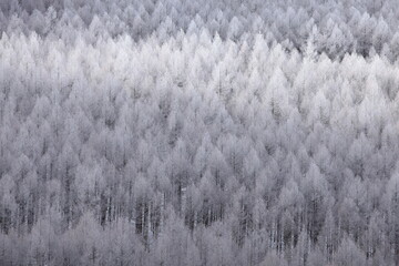 樹氷に覆われた高原の森6