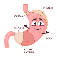 Obraz premium Human stomach anatomy. Cartoon stomach character with face. Medical educational diagram
