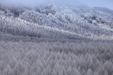 樹氷に覆われた高原の森1