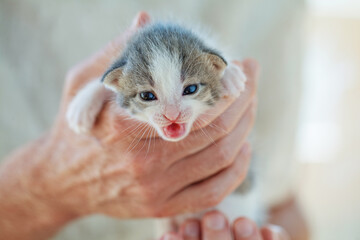 Grey adorable kitty in male hand on white background